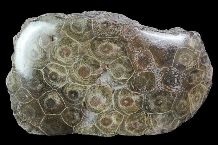 Polished Fossil Coral (Actinocyathus) - Morocco #100721